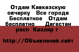 Отдам Кавказскую овчарку - Все города Бесплатное » Отдам бесплатно   . Дагестан респ.,Кизляр г.